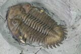 Greenops Trilobite - Arkona, Ontario #164404-9